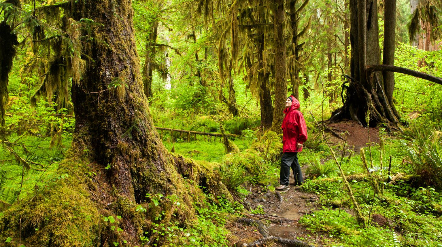 Woman hiking in the Hall of Moss in the Hoh Rainforest, Olympic National Park