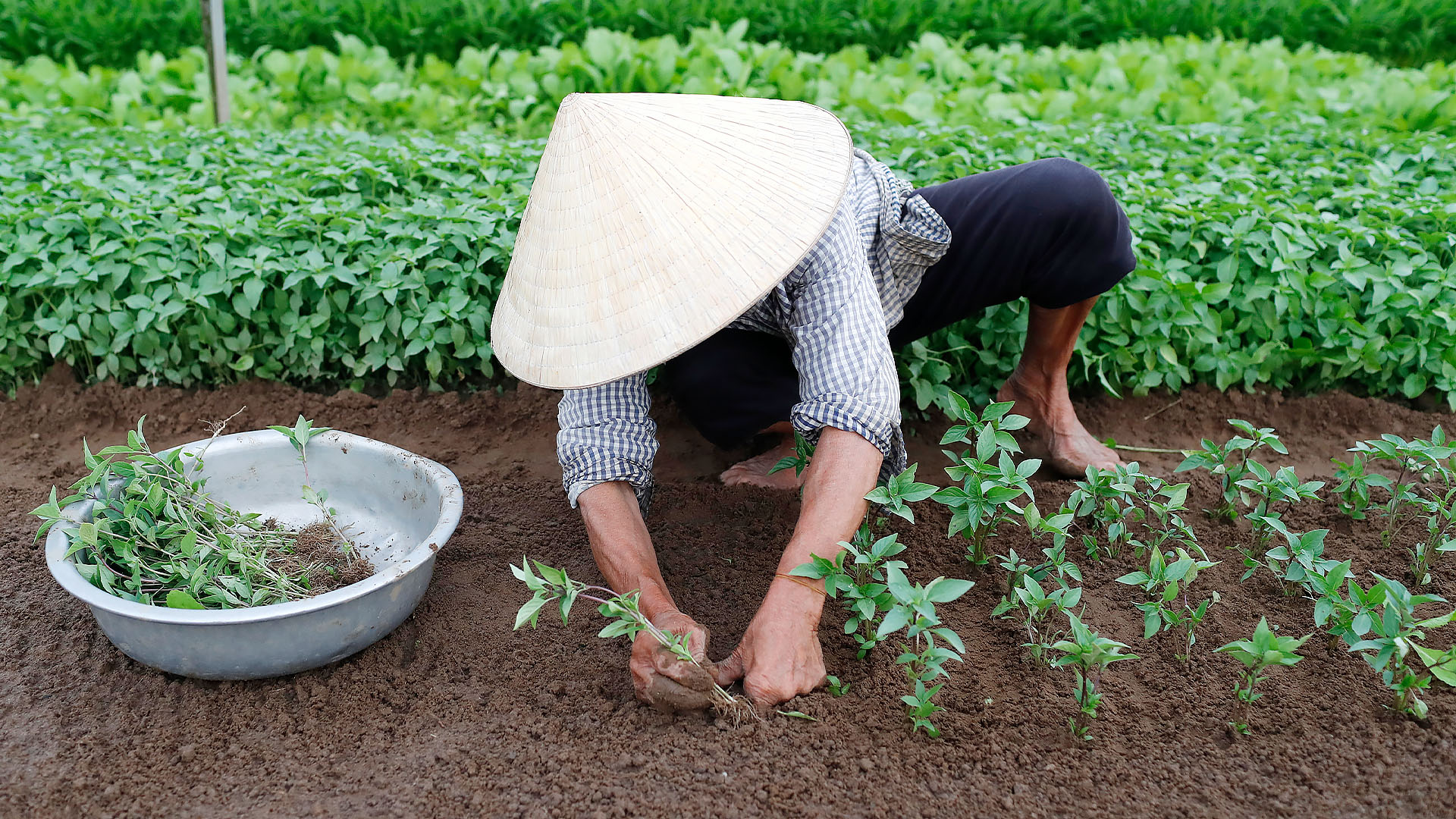 Vietnamese woman planting seedlings in a vegetable garden. 