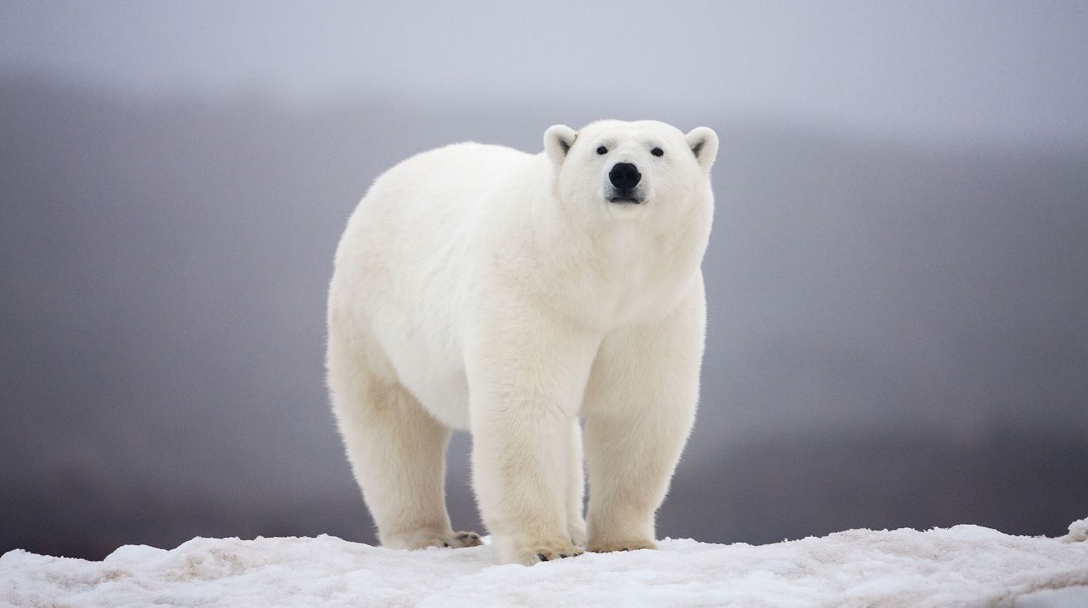 Polar Bear, Manitoba