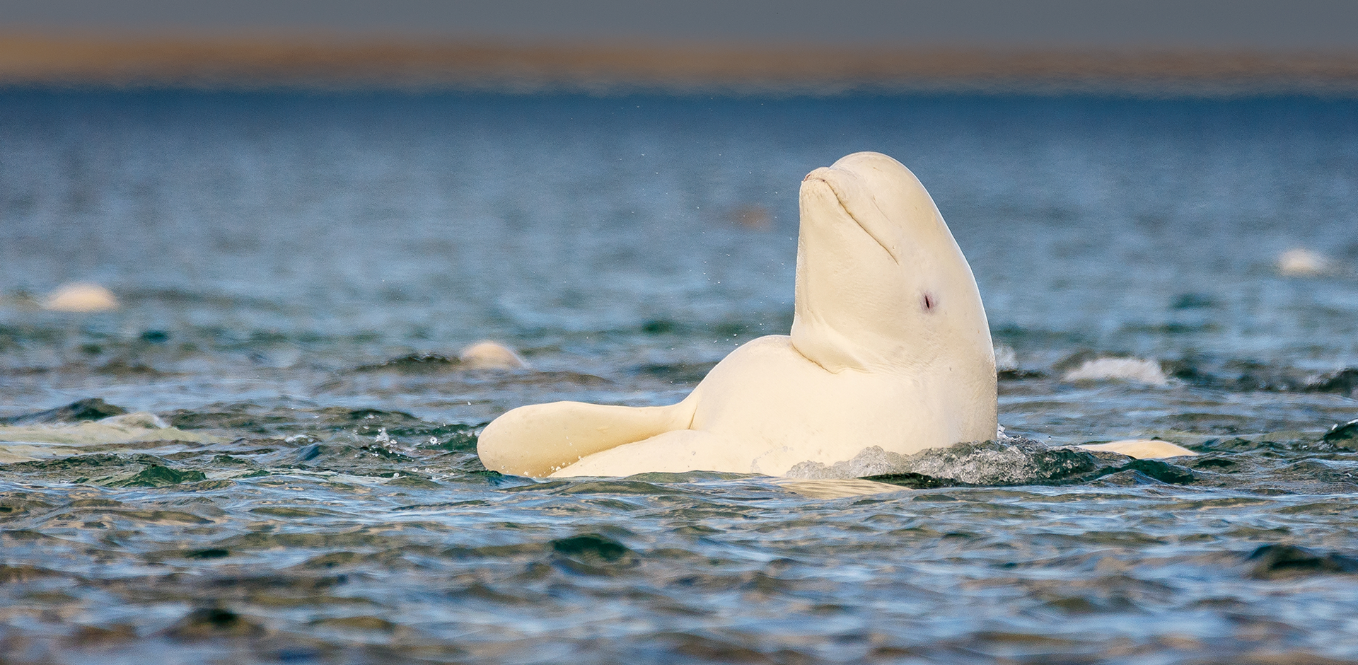 Beluga whale looking above water in the sun, Somerset Island, Canadian High Arctic