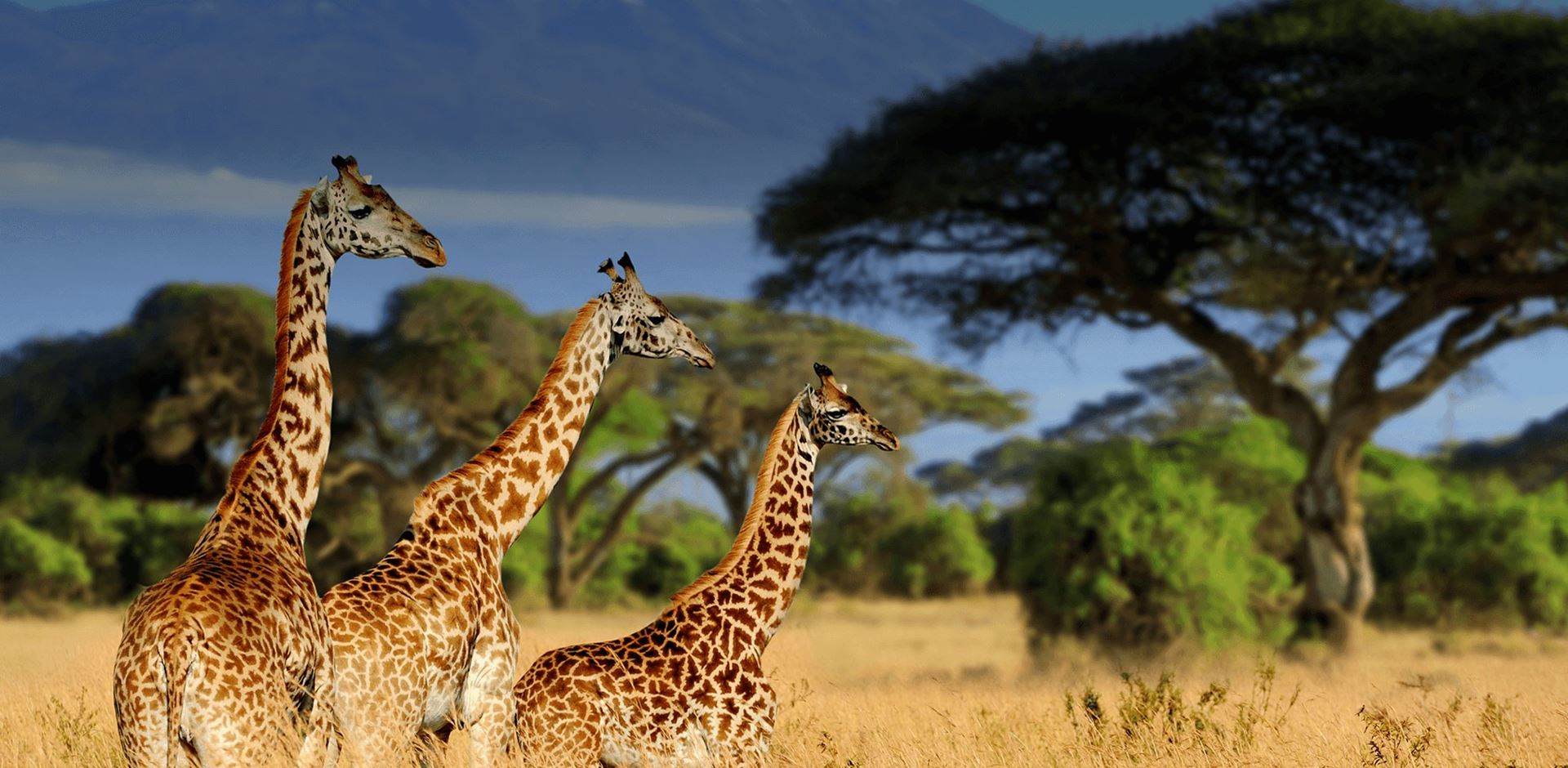 Three giraffes walking in tall yellow grass with trees and Kilimanjaro mount behind them in National park of Kenya, Africa.