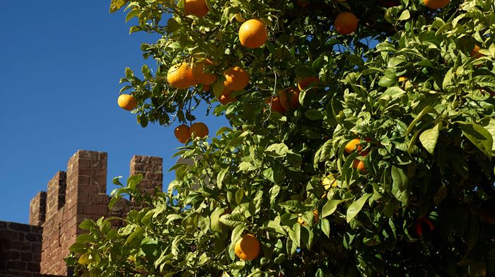 Citrus tree in a farm in Albufeira, Algarve
