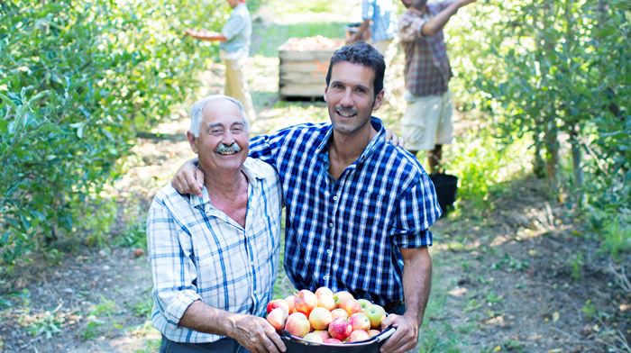 Father and son small business picking apples in the orchard. 
