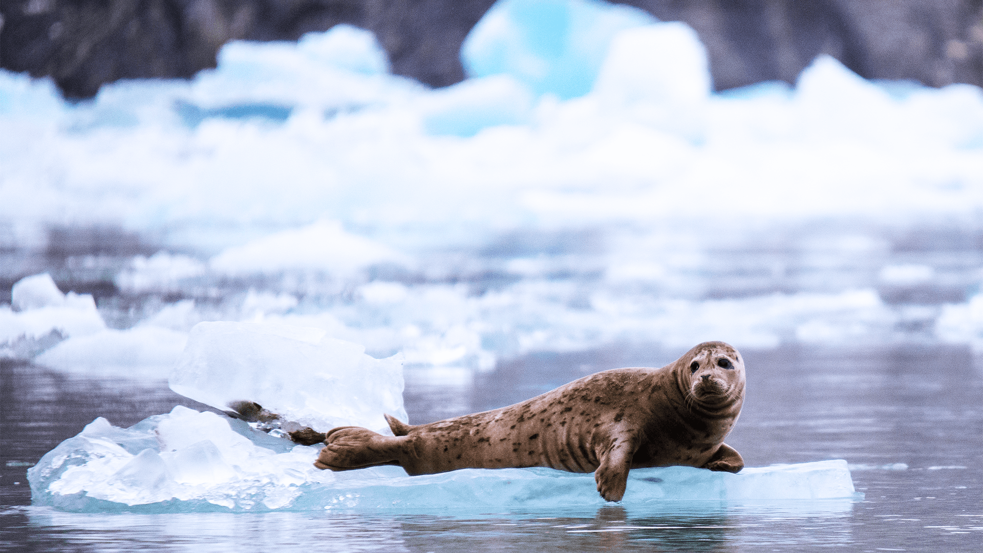 A harbour seal rests on a floating piece of glacier ice
