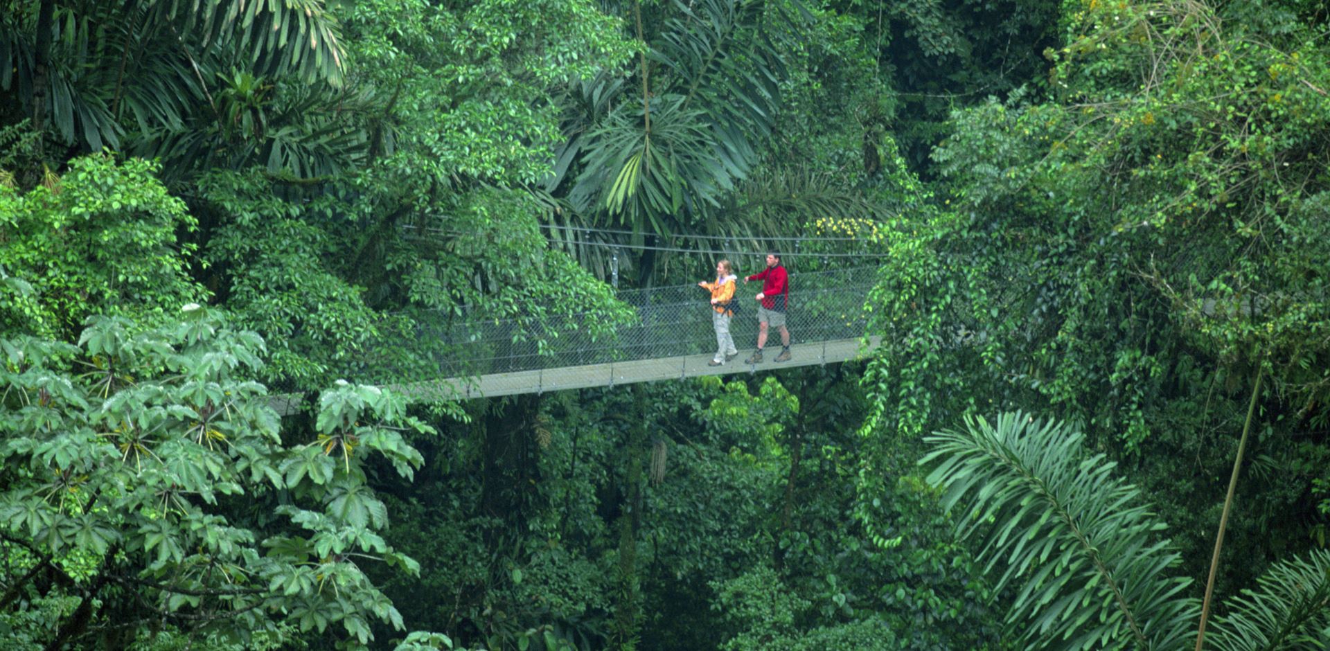 Rain forest all surrounding with highly suspended bridge in the middle with two tourists in Costa Rica, La Fortuna, Arenal Hanging Bridges.