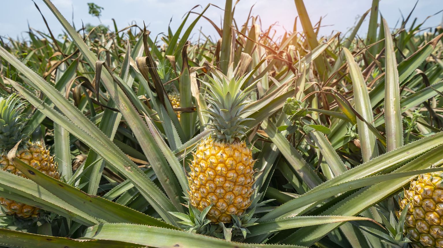 Pineapple field with a bright pineapple closeup.  