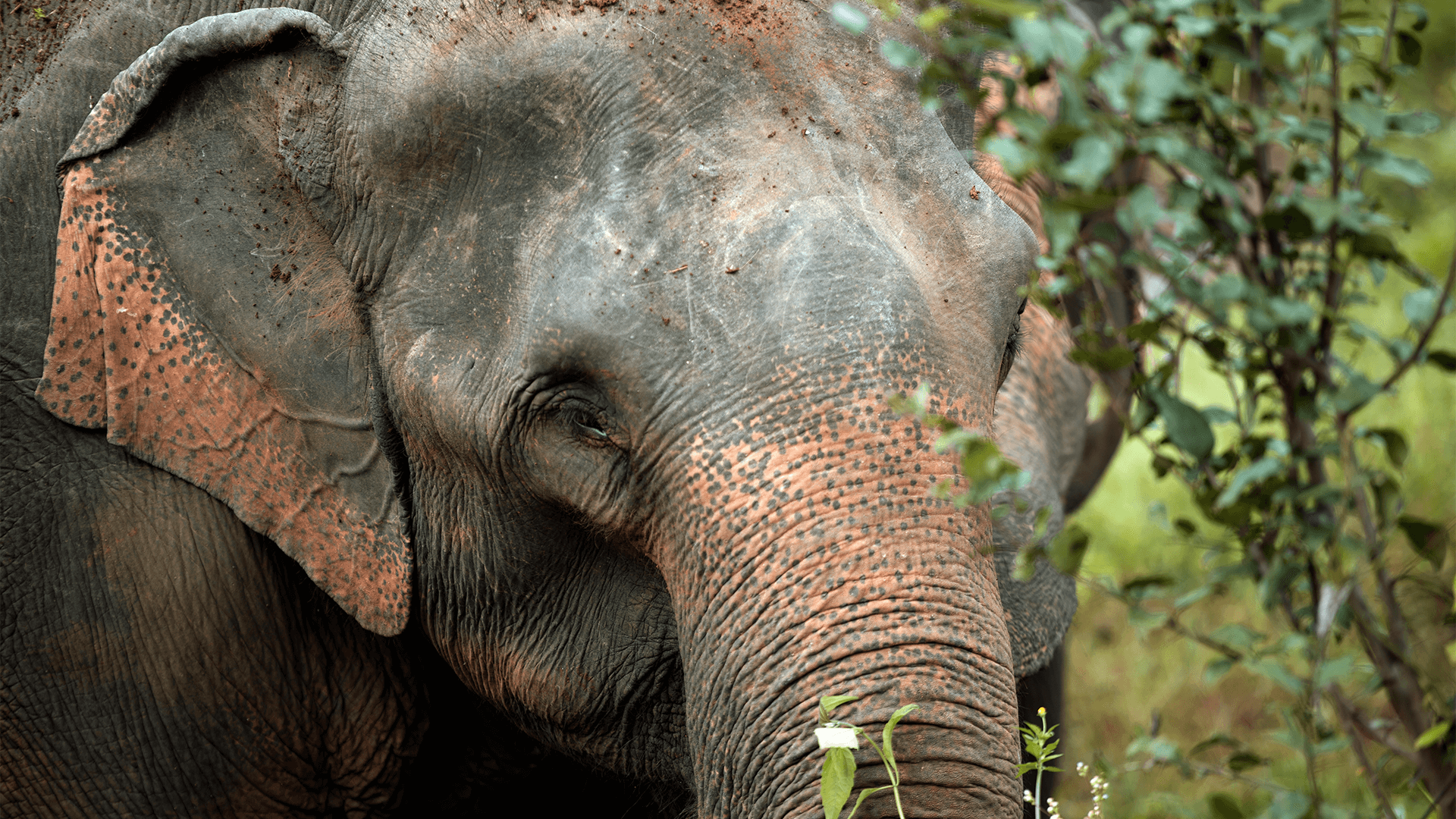 Elephant partly hidden by greenery in natural setting 
