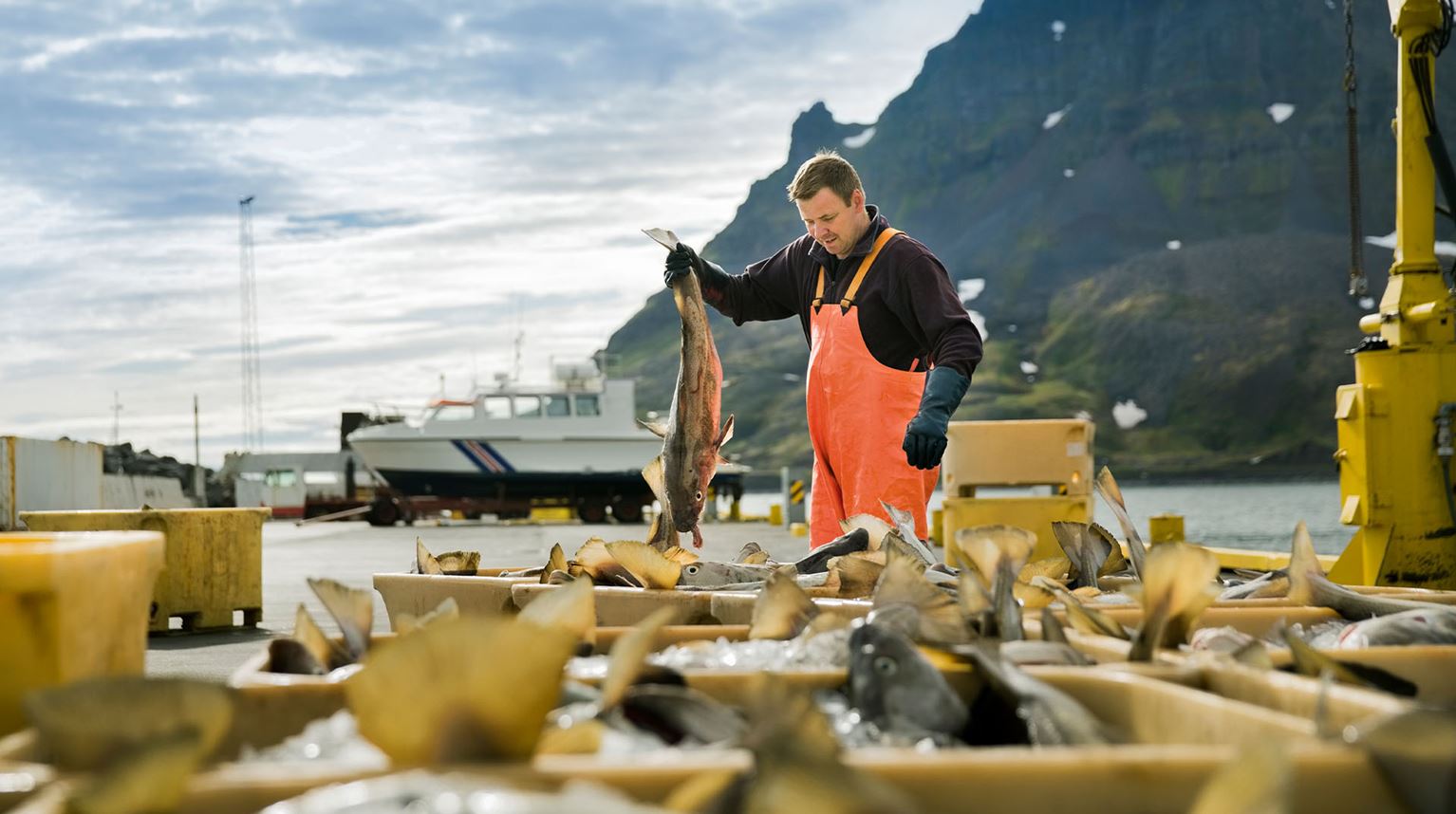 Icelandic fisherman checking his catch on the pier. 