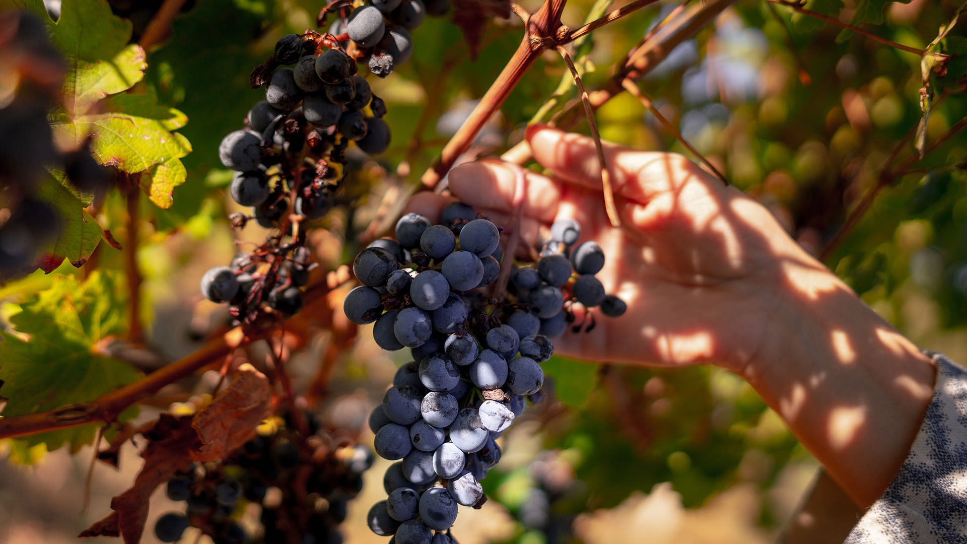 A woman’s hand plucks red grapes from the vine