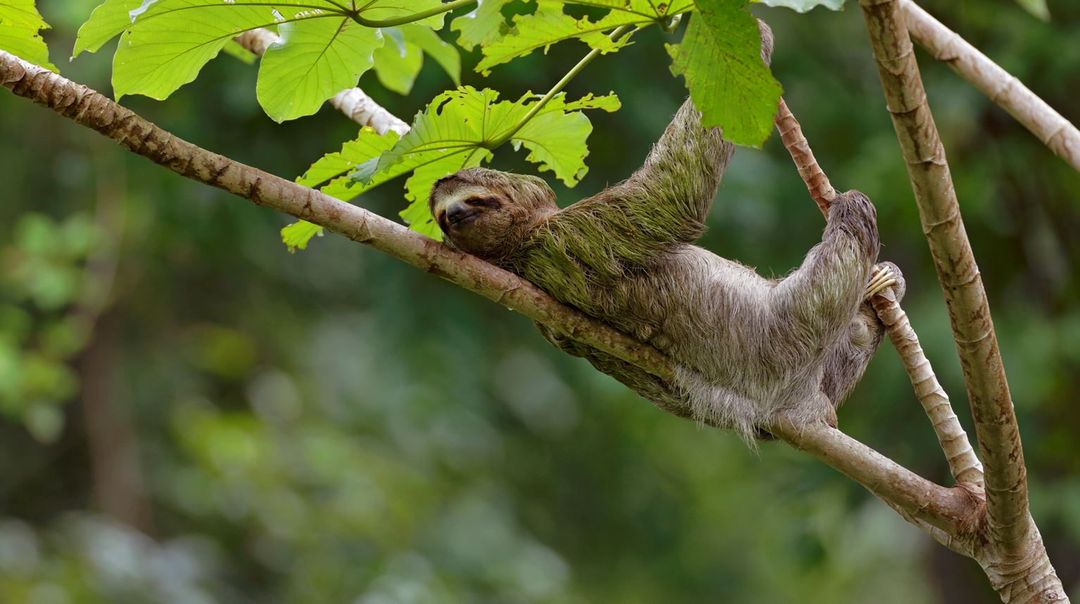Sloth on cecropia tree in a forest of Costa Rica.