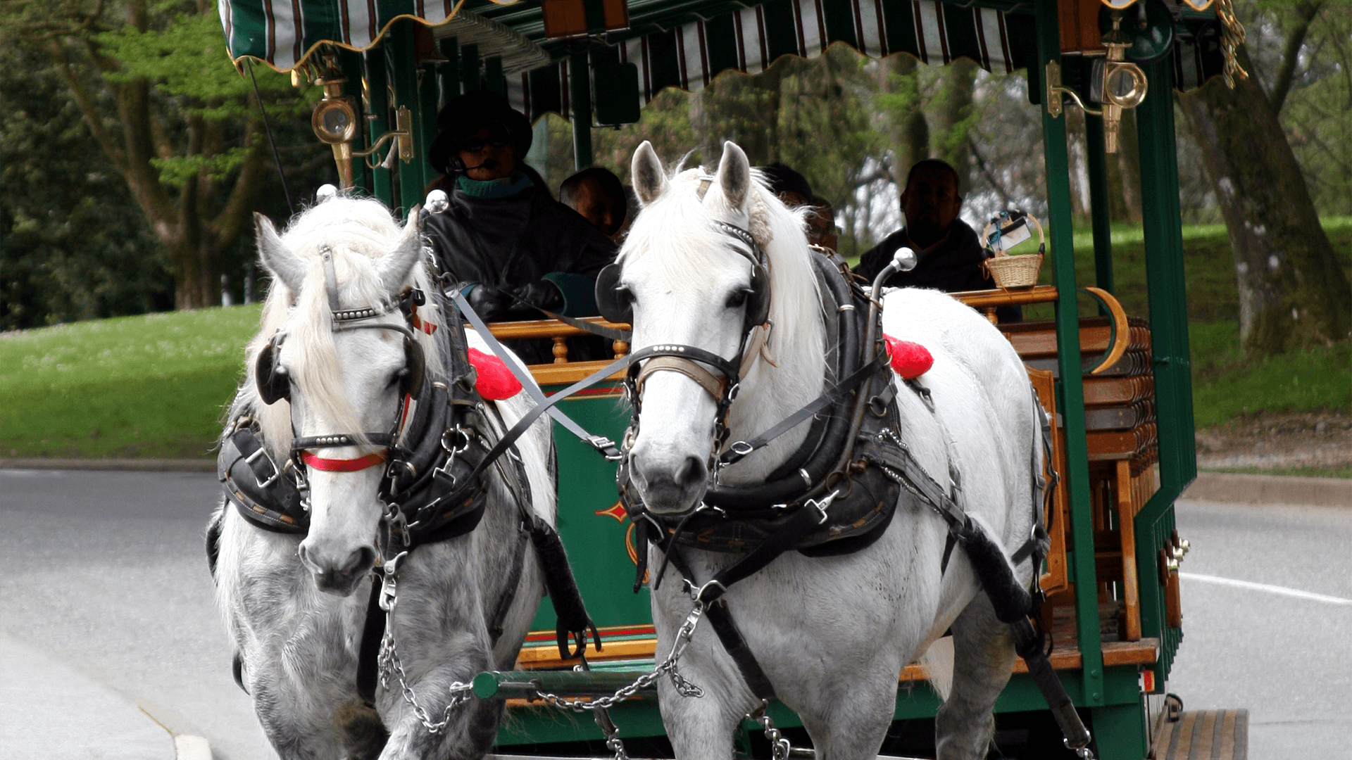 Stanley Park horse drawn carriage with tourists in summer