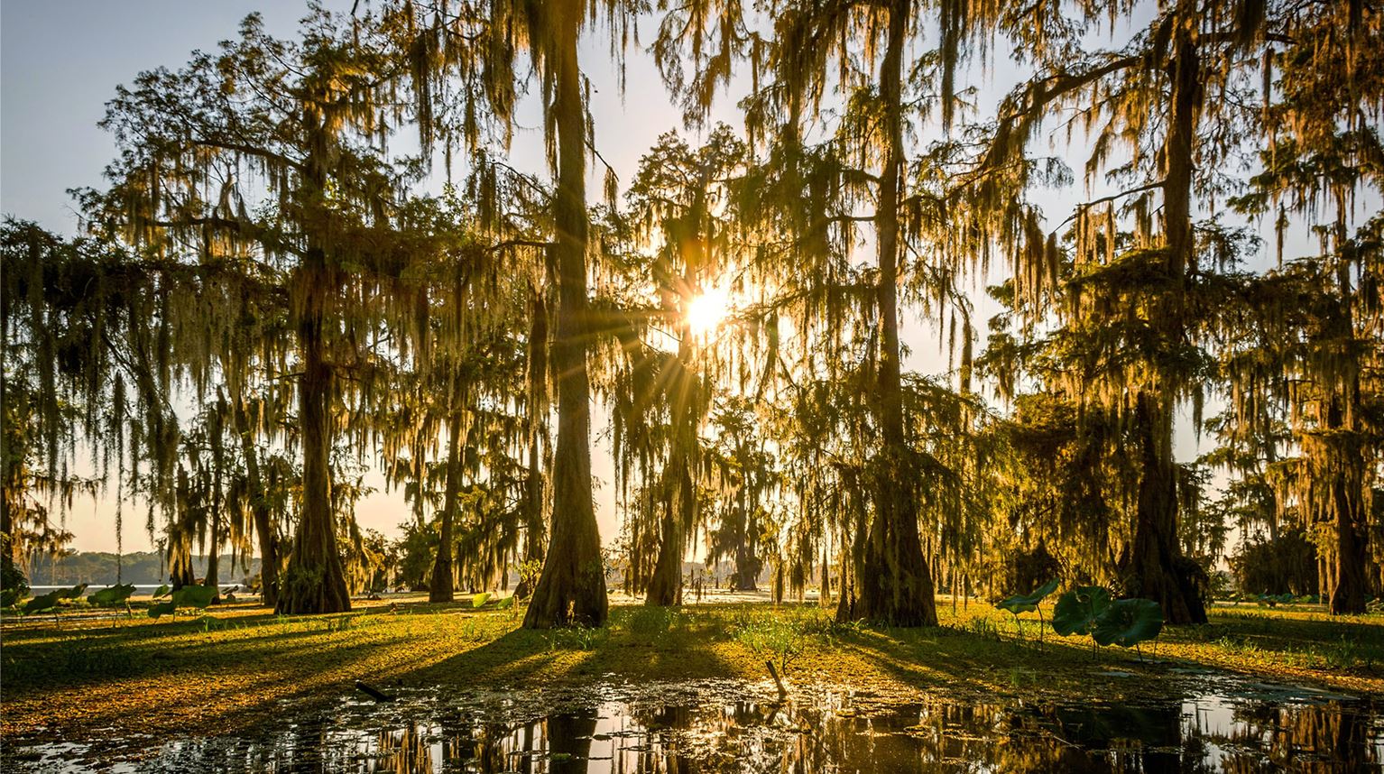 Tall trees with warm sunlight, Louisiana Bayou, New Orleans, U.S.A.