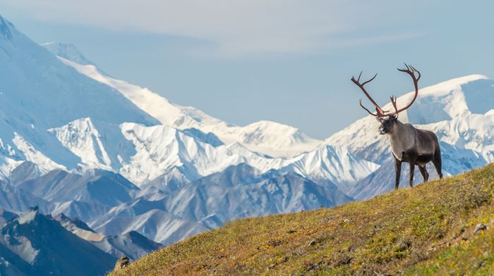 Caribou in front of the mount Denali.