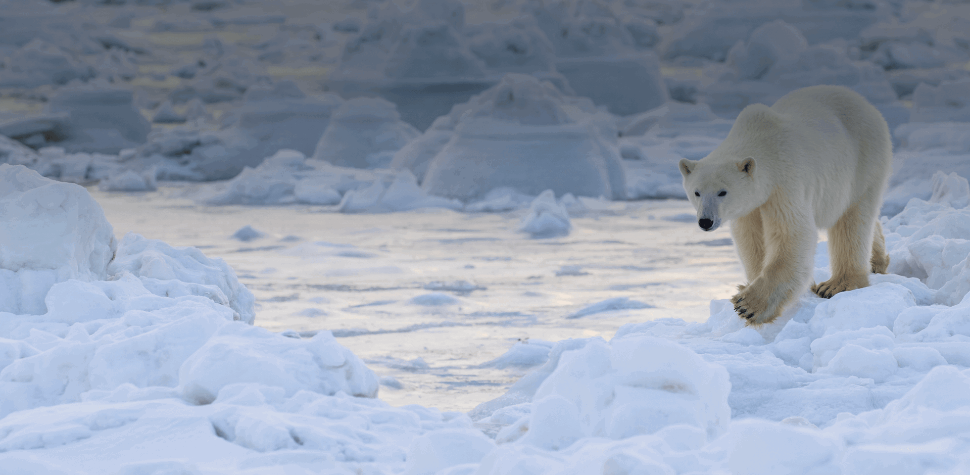 A Polar bear walking on show and ice by the water of the Hudson Bay coast, Manitoba, Canada.