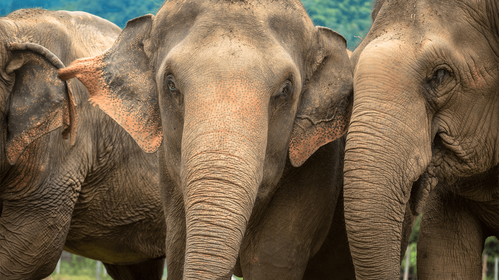 Three Asian elephants stand together in a nature park