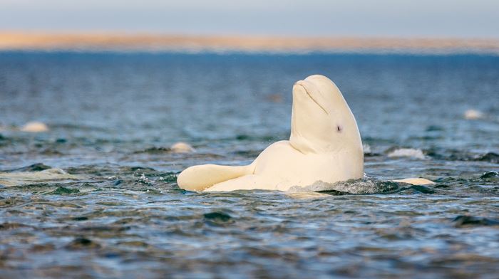 Beluga whale looking above water in the sun, Somerset Island, Canadian High Arctic