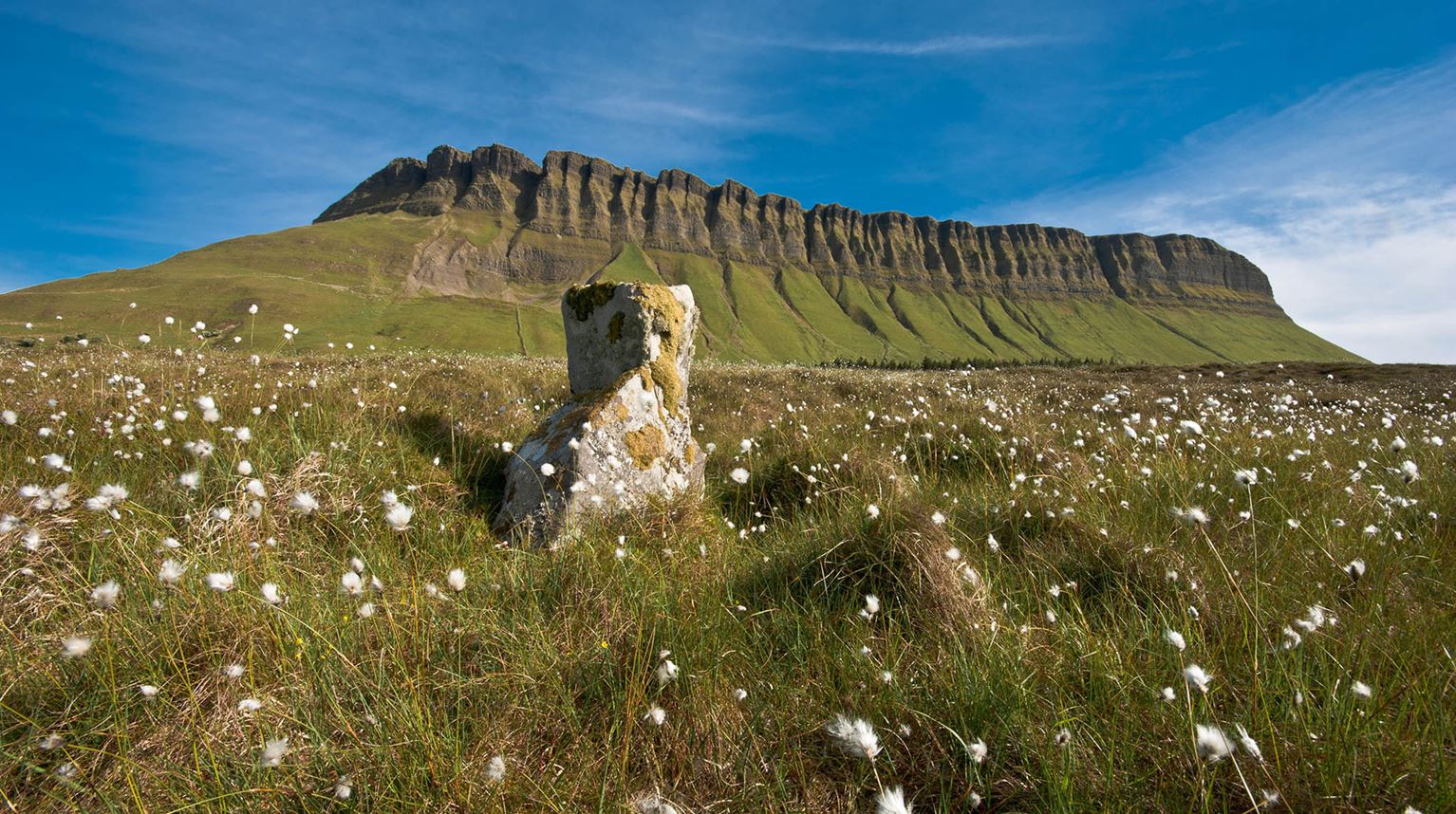 Field of white flowers in front of Benbulben Mountain. 