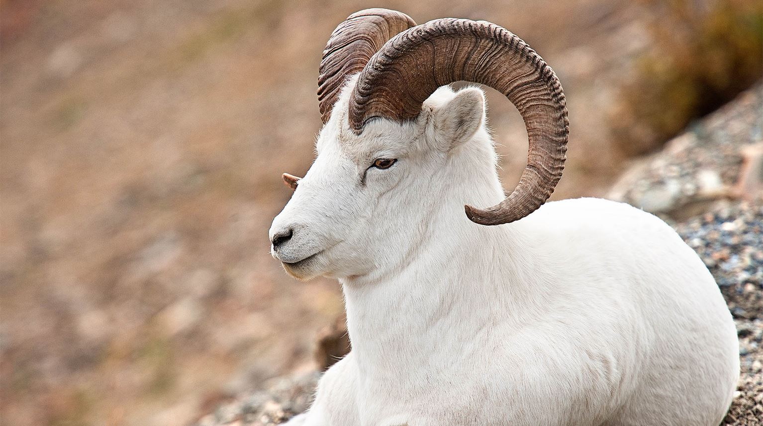 White mountain sheep with curling brown horns