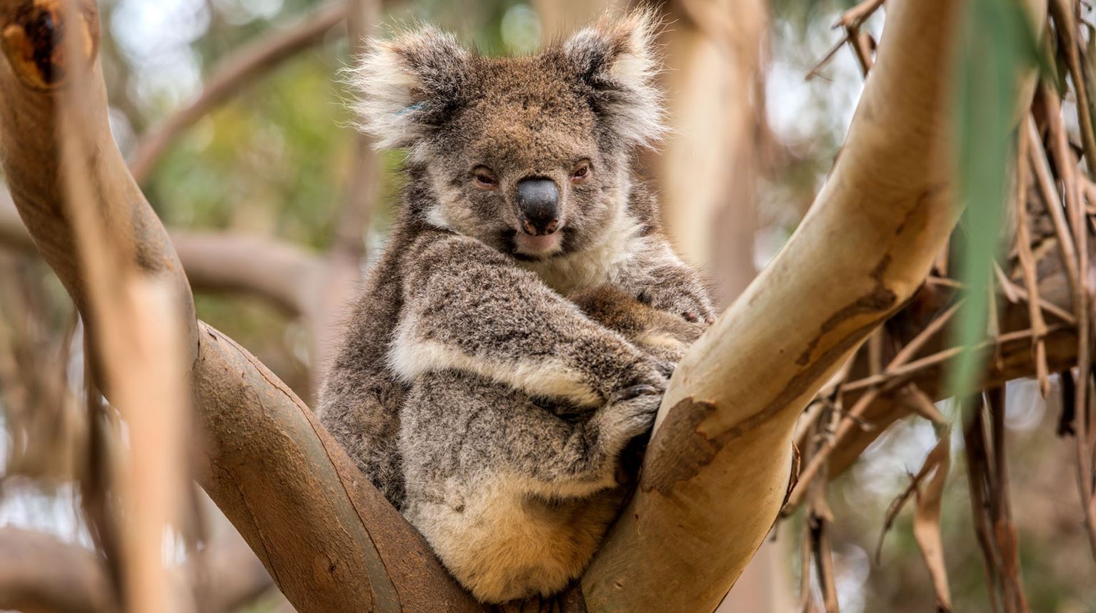 Kangaroo Island, Australia