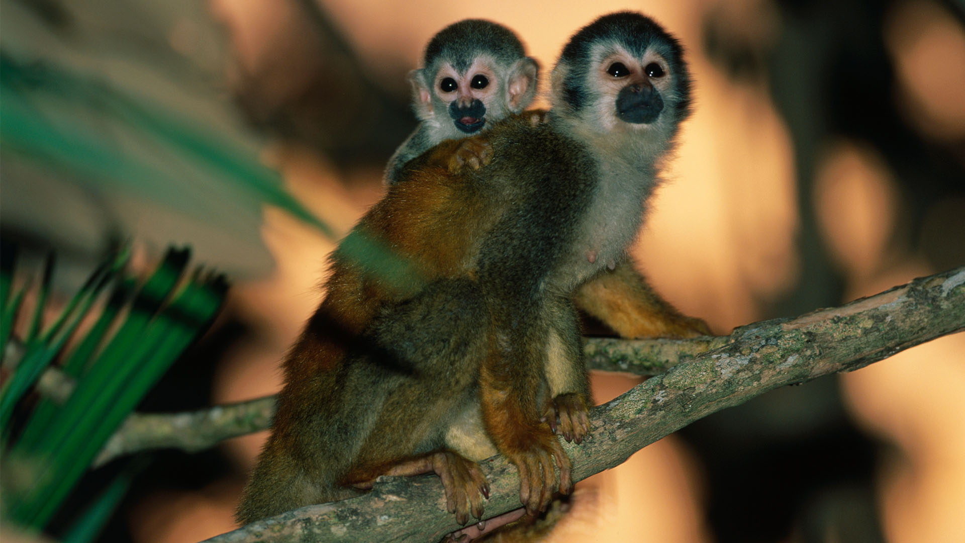 Two squirrel monkeys sitting on a branch
