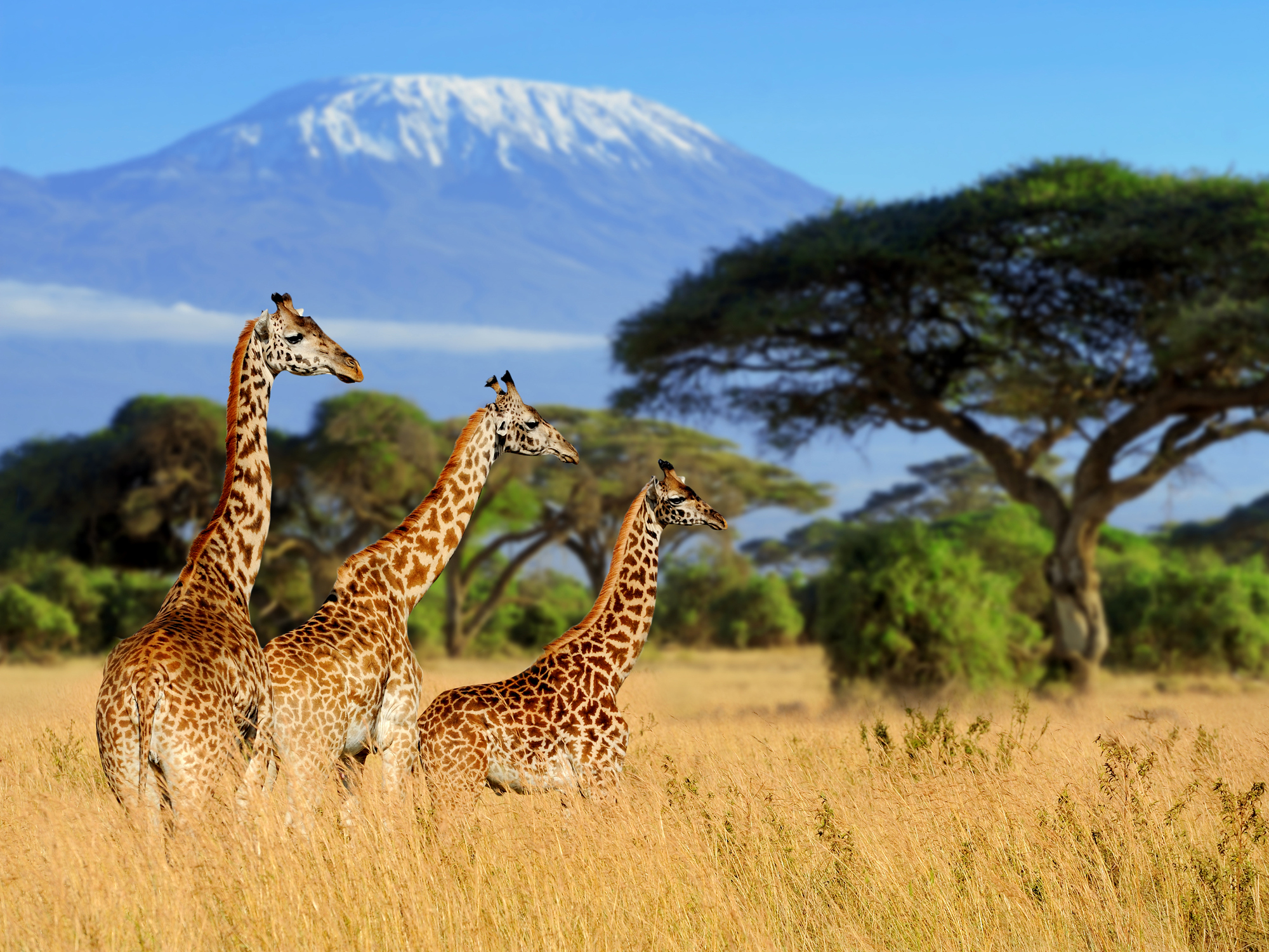 Three giraffes walking in tall yellow grass with trees and Kilimanjaro mount behind them in National park of Kenya, Africa. 